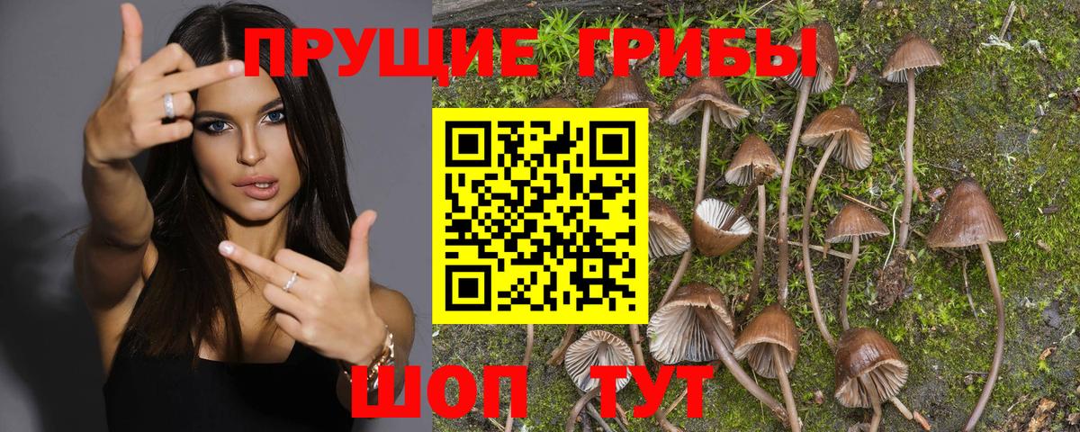 Псилоцибиновые грибы прущие грибы  купить  сайты  Бутурлиновка  Вход с VPN  Галлюциногенные грибы Magic Shrooms 